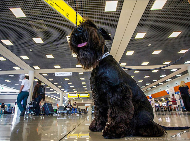 С собакой в аэропорту